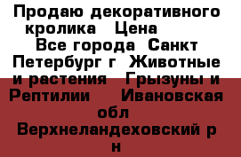 Продаю декоративного кролика › Цена ­ 500 - Все города, Санкт-Петербург г. Животные и растения » Грызуны и Рептилии   . Ивановская обл.,Верхнеландеховский р-н